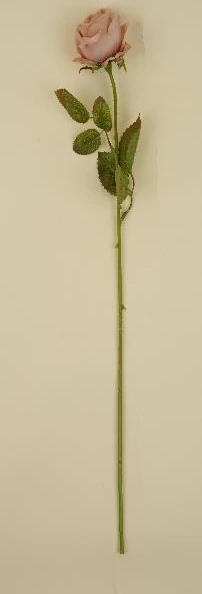 Wilted Garden Rose Stick